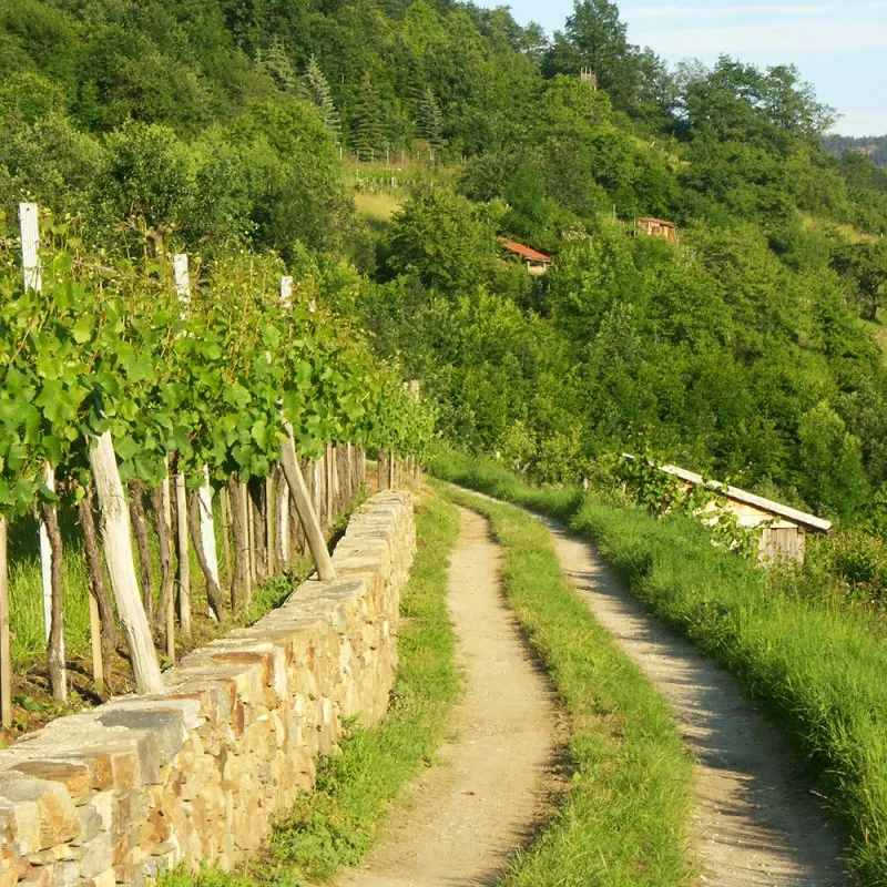 Wanderweg am Weingarten, Gasthof Weißes Rössl, Mühldorf/Wachau