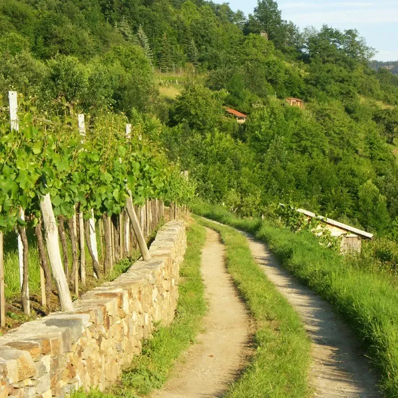 Wanderweg am Weingarten, Gasthof Weißes Rössl, Mühldorf/Wachau